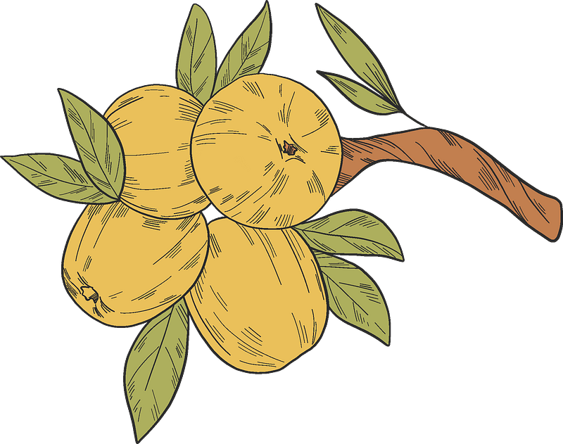 Yellow apples on a branch
