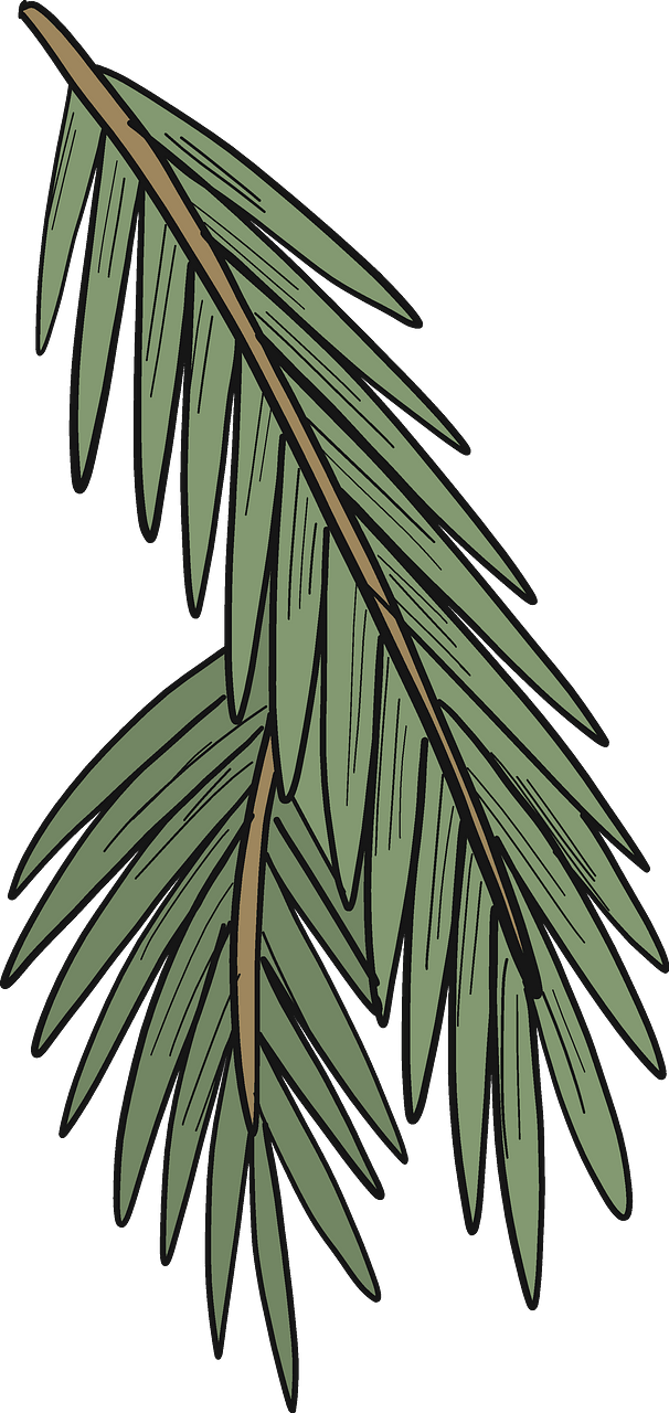 Evergreen tree branch