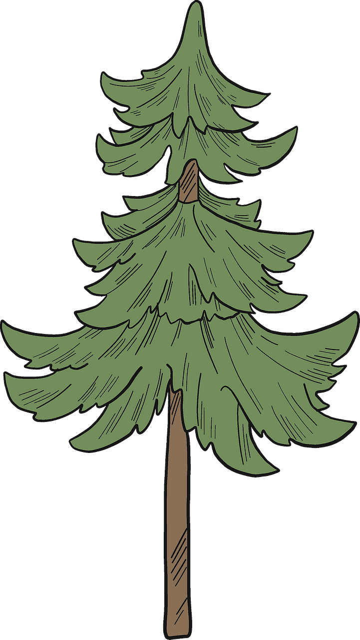 Albero sempreverde