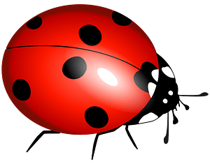 Ladybug