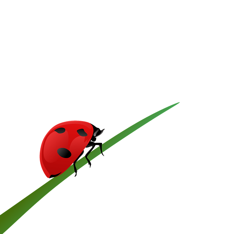 Ladybug on a blade of grass
