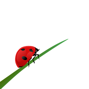 Ladybug on a blade of grass