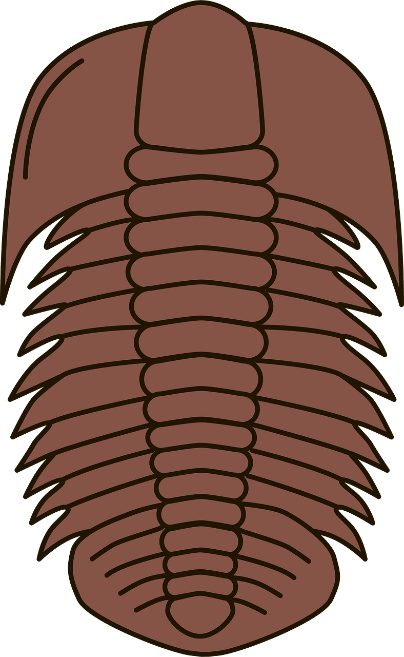 Trilobite fossil