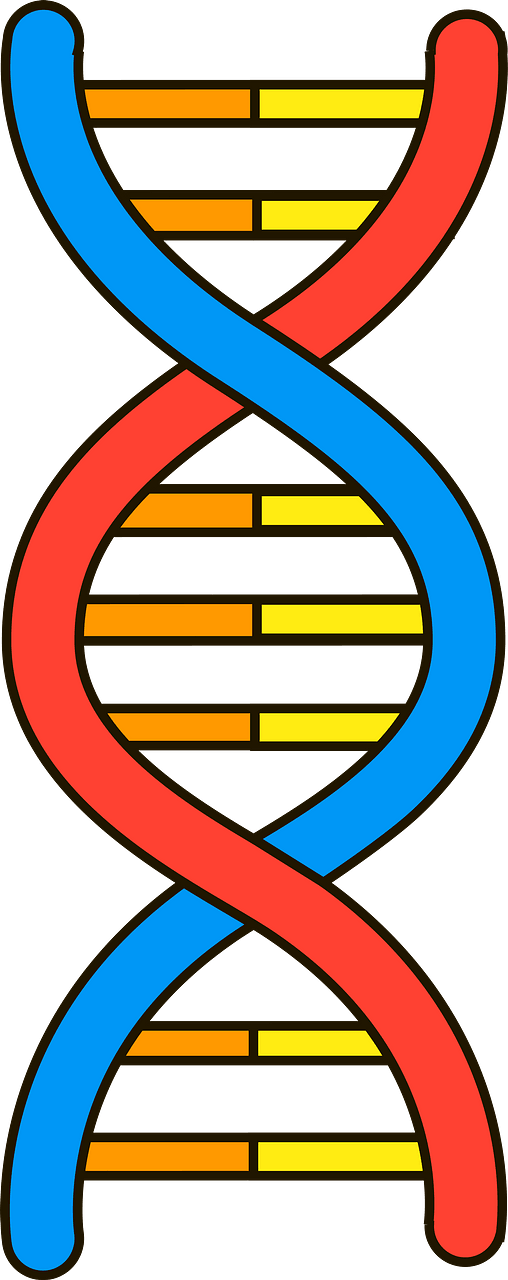 Gene