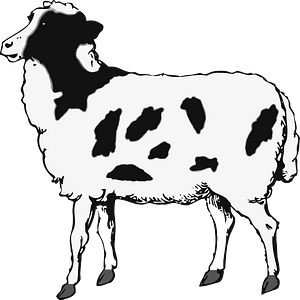 Sheep - Black and white