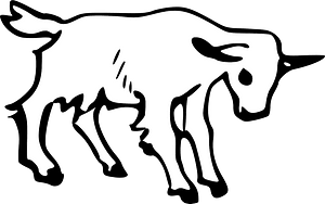 Goat - black and white