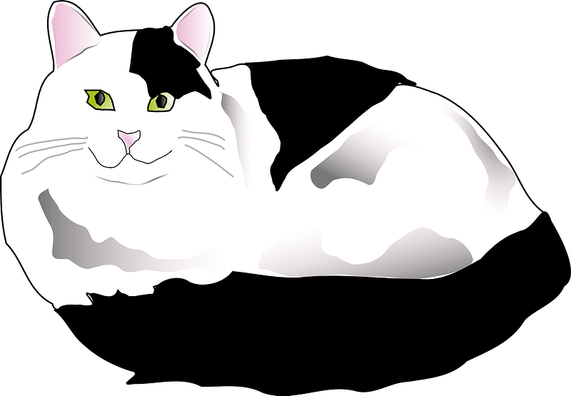 Black and white fluffy cat