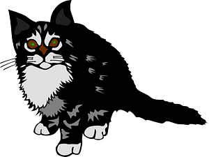 Black kitten
