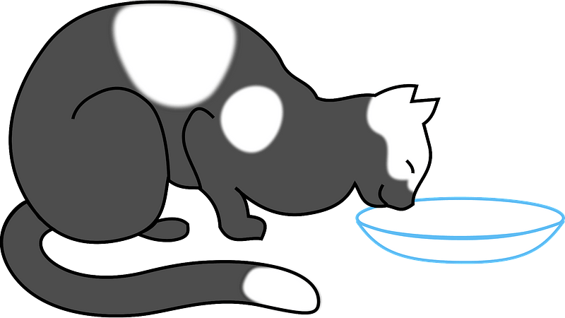 Spotted cat drinking