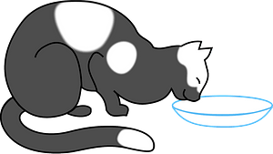 Spotted cat drinking