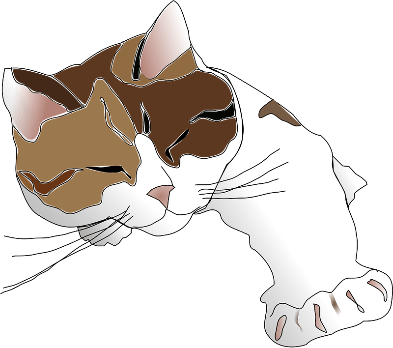 Sleepy cat