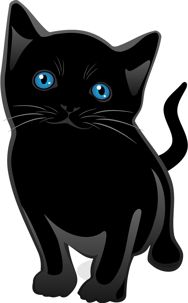 Black kitten