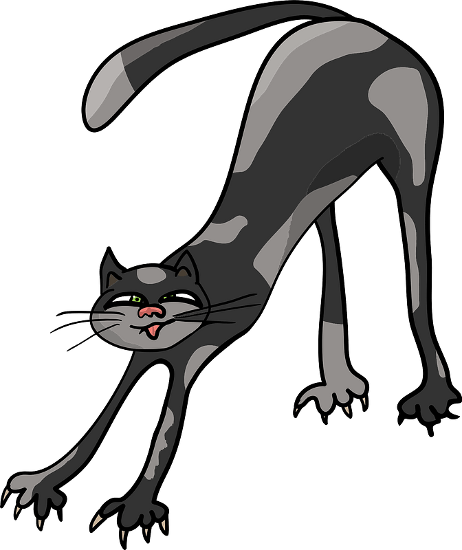 Funny black cat