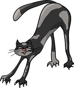 Funny black cat