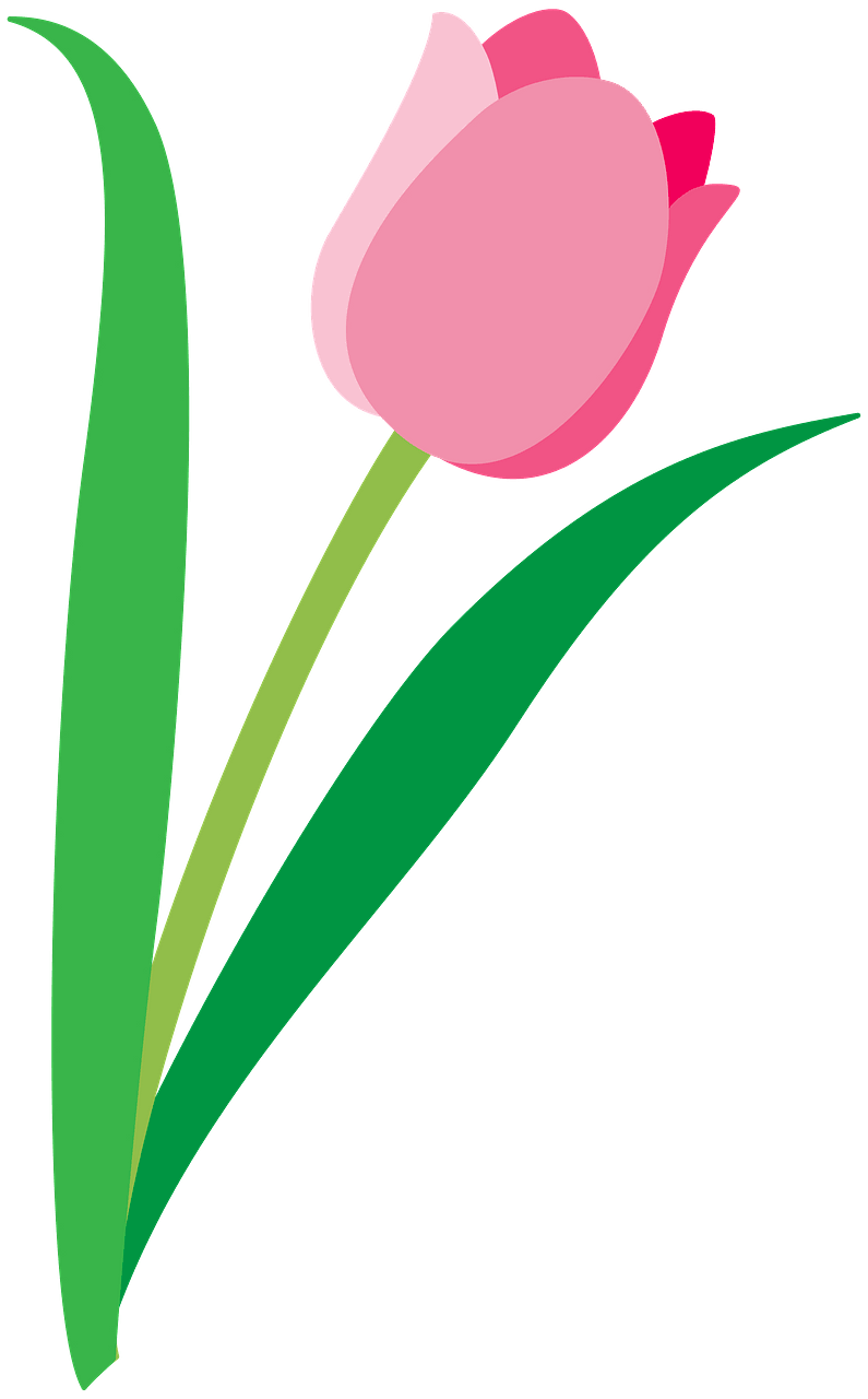 郁金香