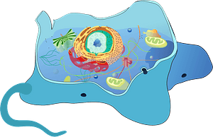 Animal cell structure