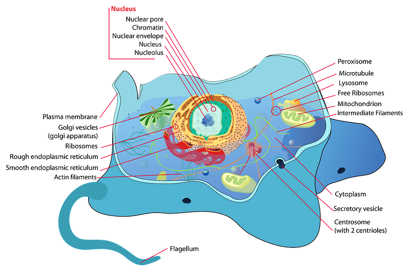 Animal cell structure