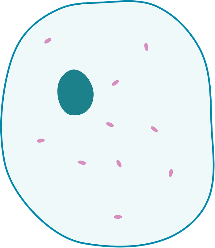 Simple diagram of animal cell - Free vector clipart images on creazilla.com