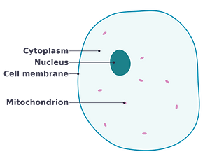Simple diagram of animal cell