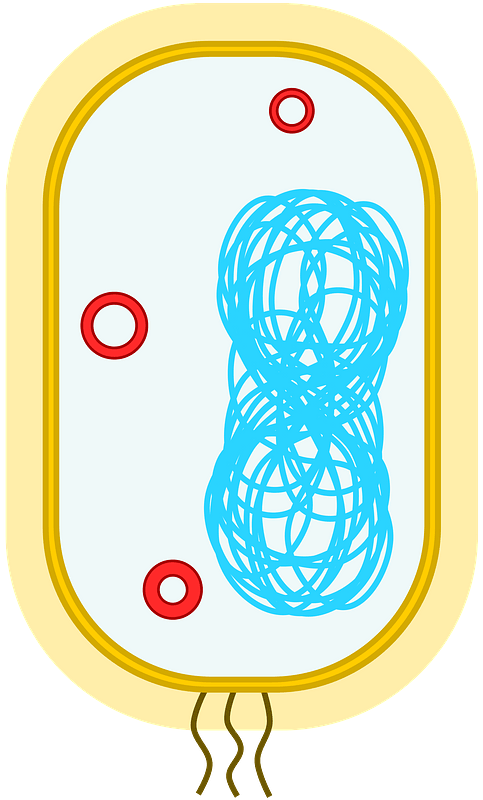Simple diagram of bacterium