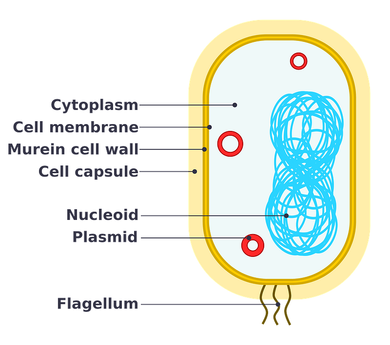 Simple diagram of bacterium
