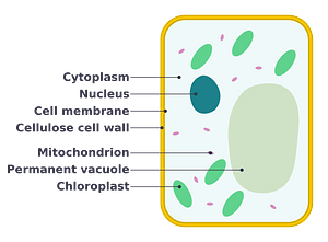 Simple diagram of plant cell