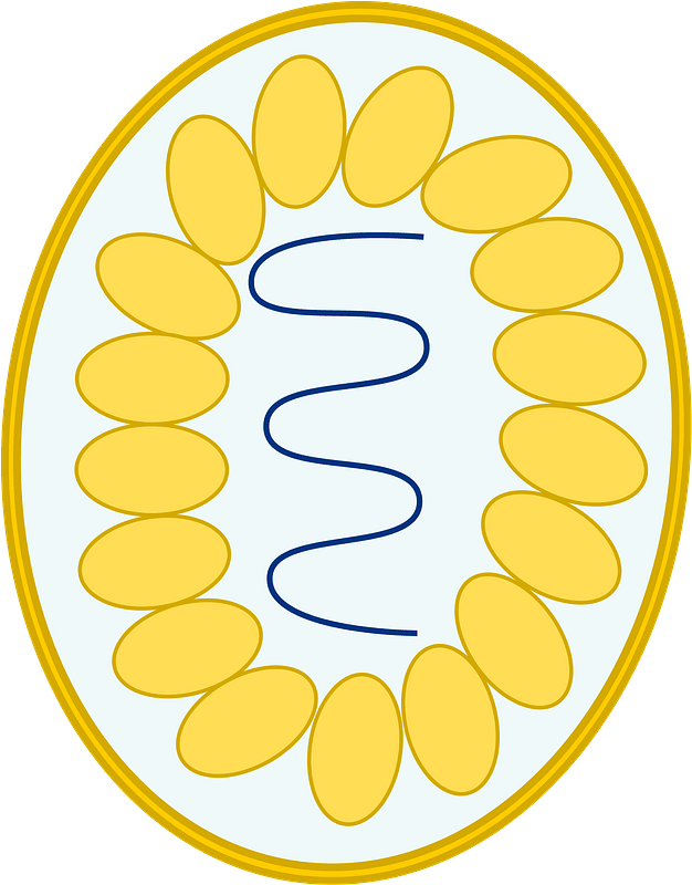 Simple diagram of virus
