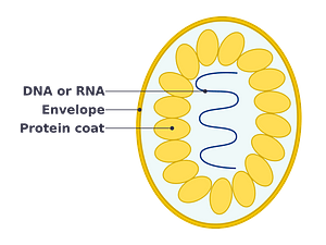 Simple diagram of virus