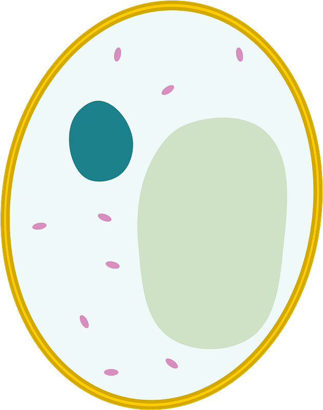 Simple diagram of yeast cell