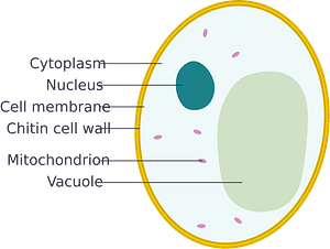 Simple diagram of yeast cell