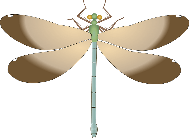 Ebony jewelwing dragonfly