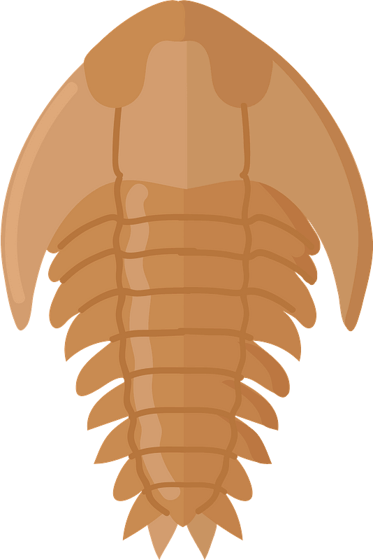 Trilobite fossil