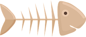 Fish fossil