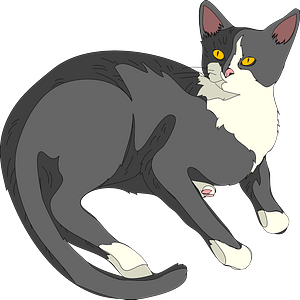 Grey cat