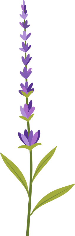 薰衣草