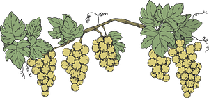 Grapevine