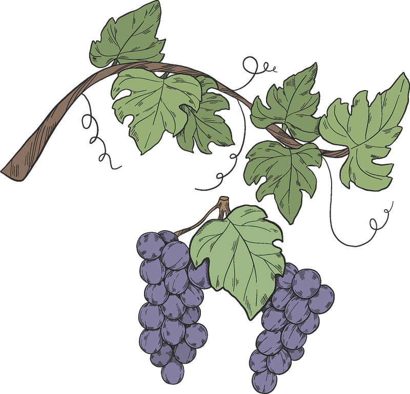Grapevine