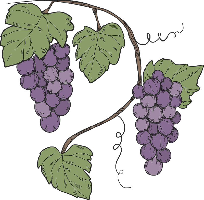 Grapevine