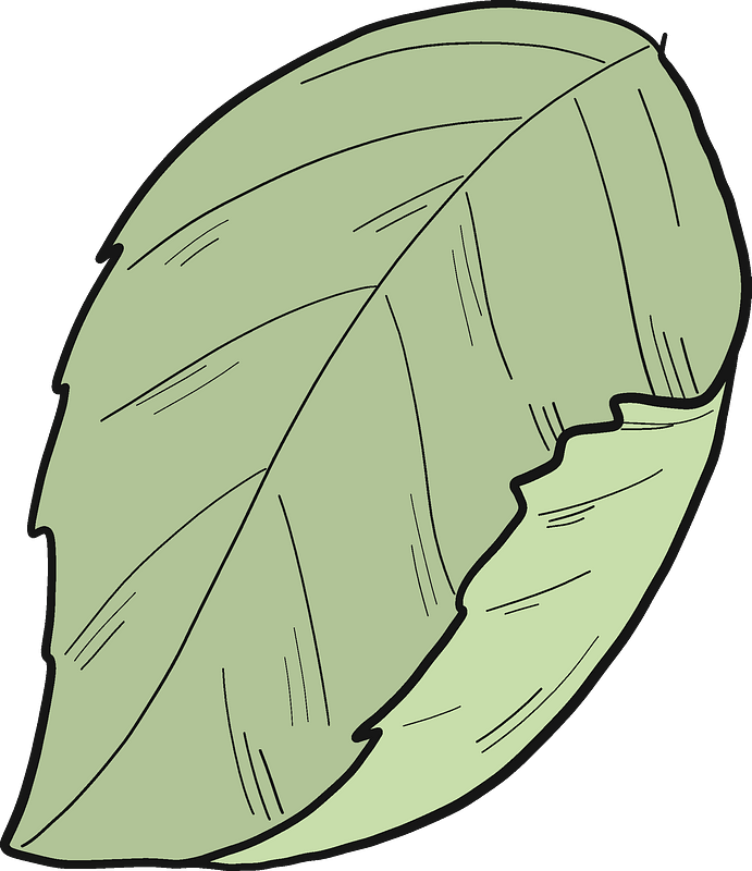 Hydrangea leaf