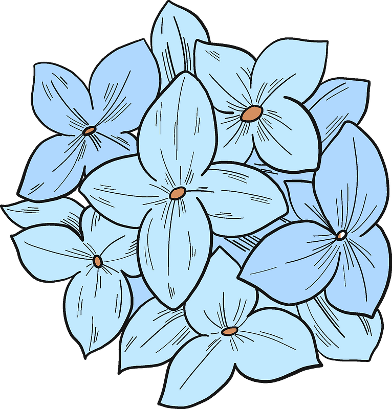 Hydrangea