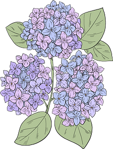 Hortensia