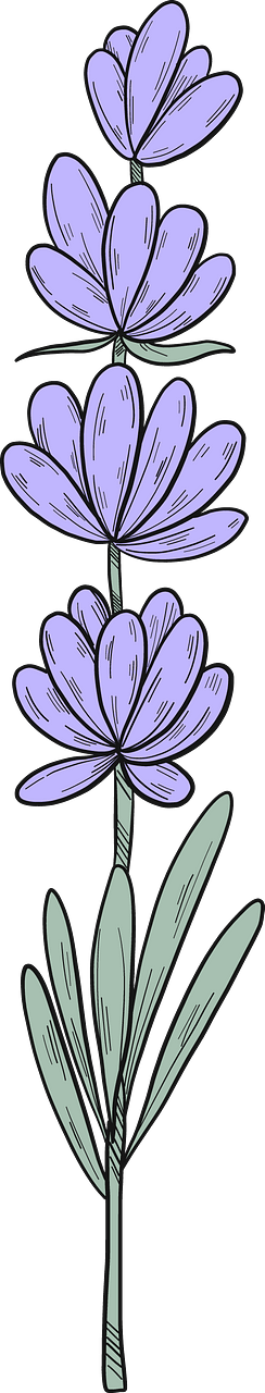 Lavanda