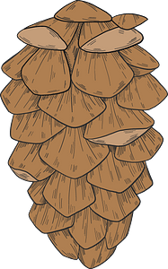 Pine cone - Free vector clipart images on creazilla.com