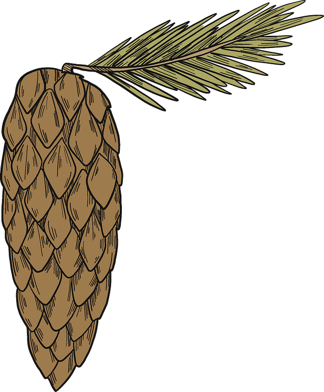 Buah pohon cemara