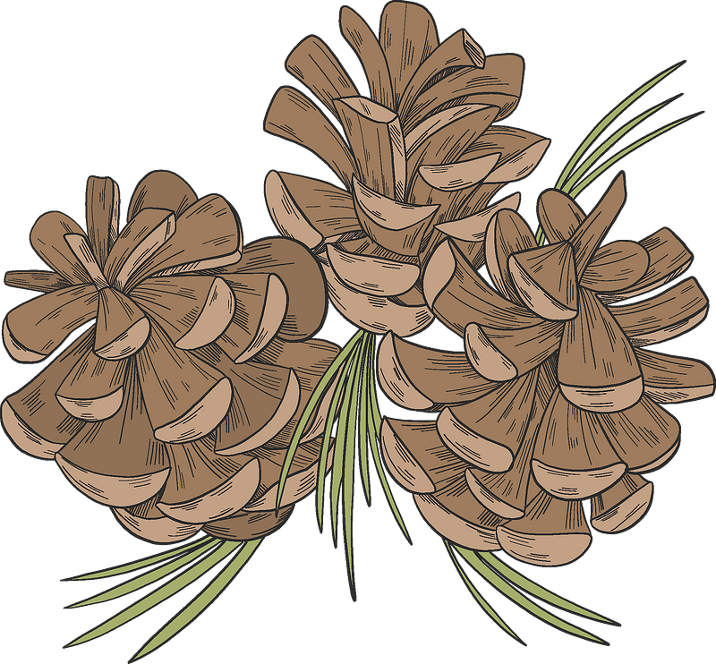 Pine cones