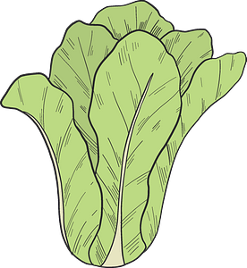 Insalata