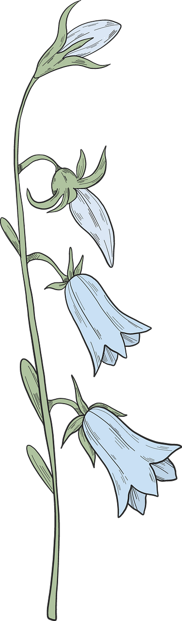 Bell-flower