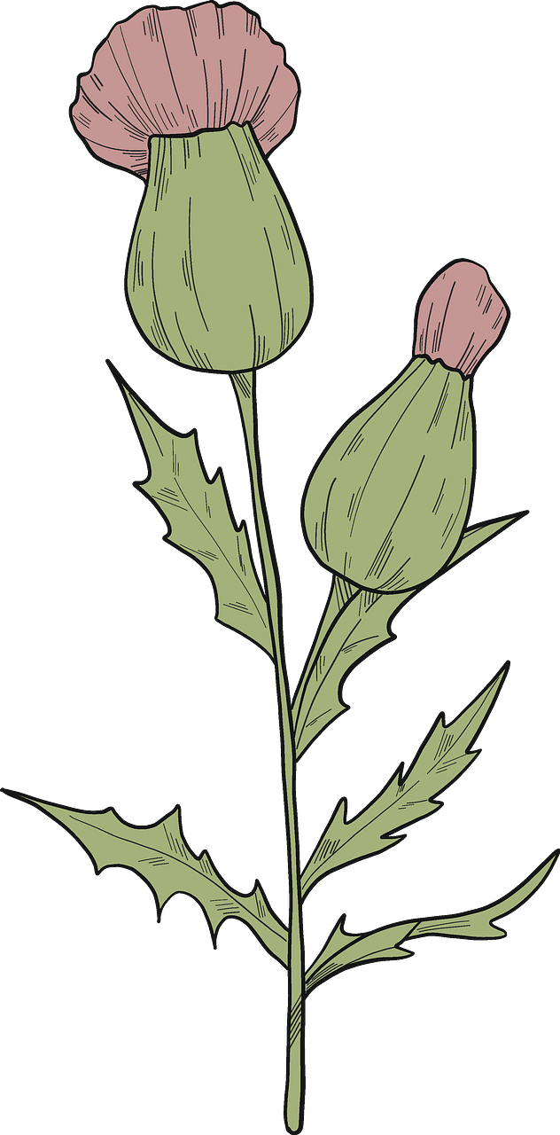 Wildflowers