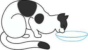 White cat drinking