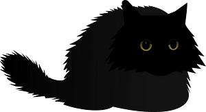 Angry black cat